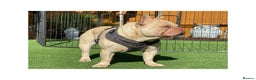 French Bulldog dogs for stud: Full new shade Isabella stud ( now available ) in Hastings - Advert 1