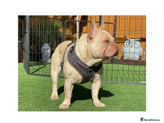 French Bulldog dogs in Hastings - Advert 2