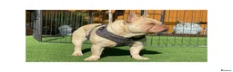 French Bulldog dogs for stud: Full new shade Isabella stud ( now available ) in Hastings - Advert 1