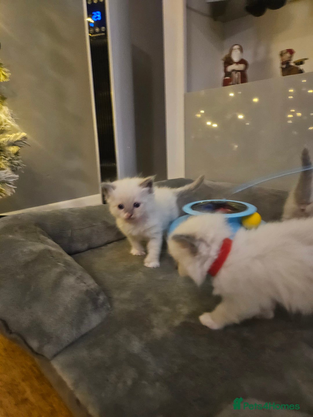 Ragdoll cats for sale: Baby girl and boy ragdoll kittens - Advert 22