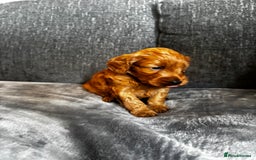 Cockapoo dogs for sale: Cockapoo puppy’s  - Image 10