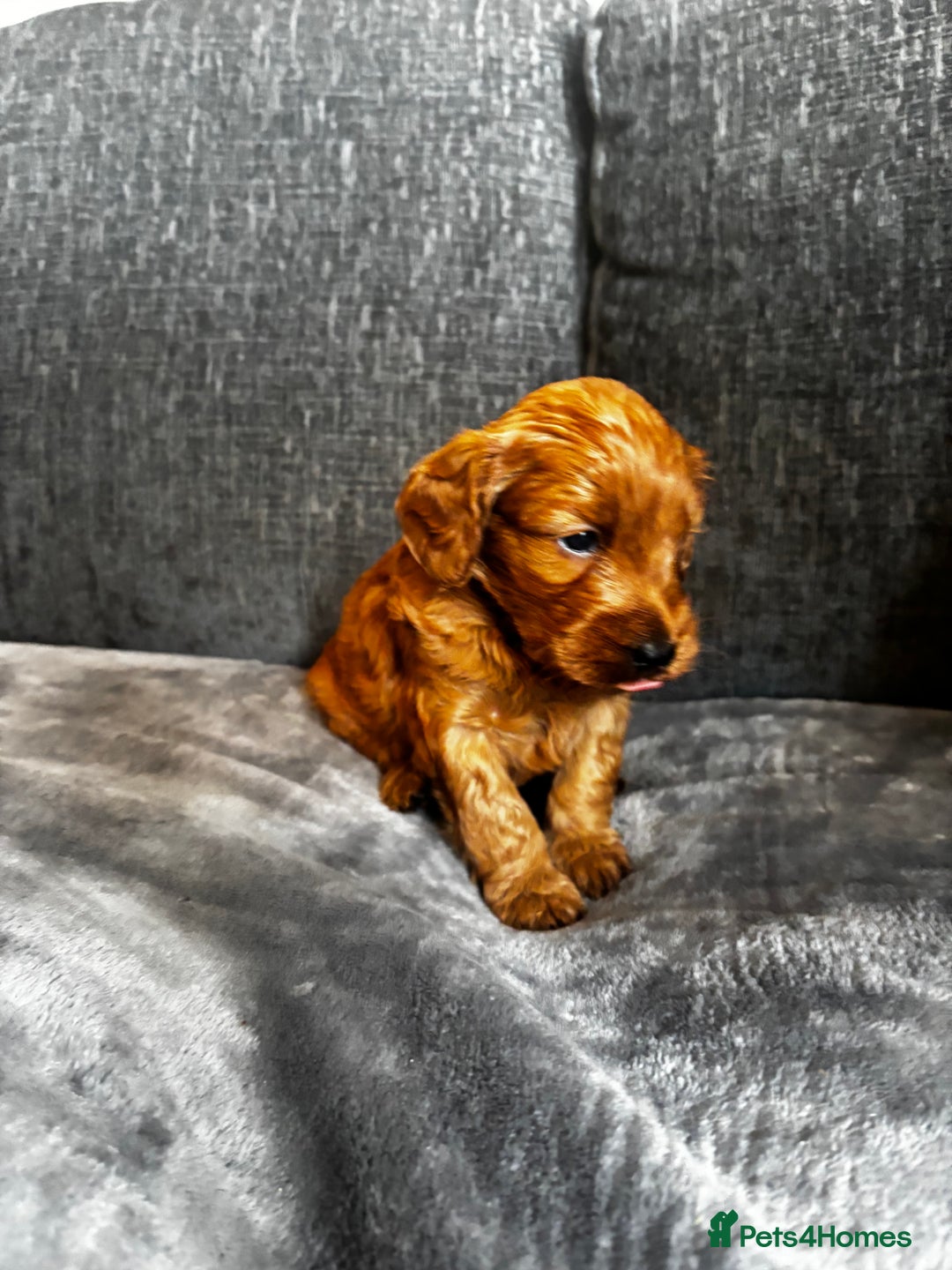 Cockapoo dogs for sale: Cockapoo puppy’s  - Image 10