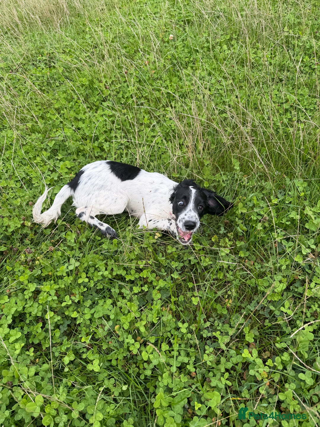 Cockapoo dogs for sale: 5 MONTH OLD F1B COCKAPOO FOR REHOME - Image 6