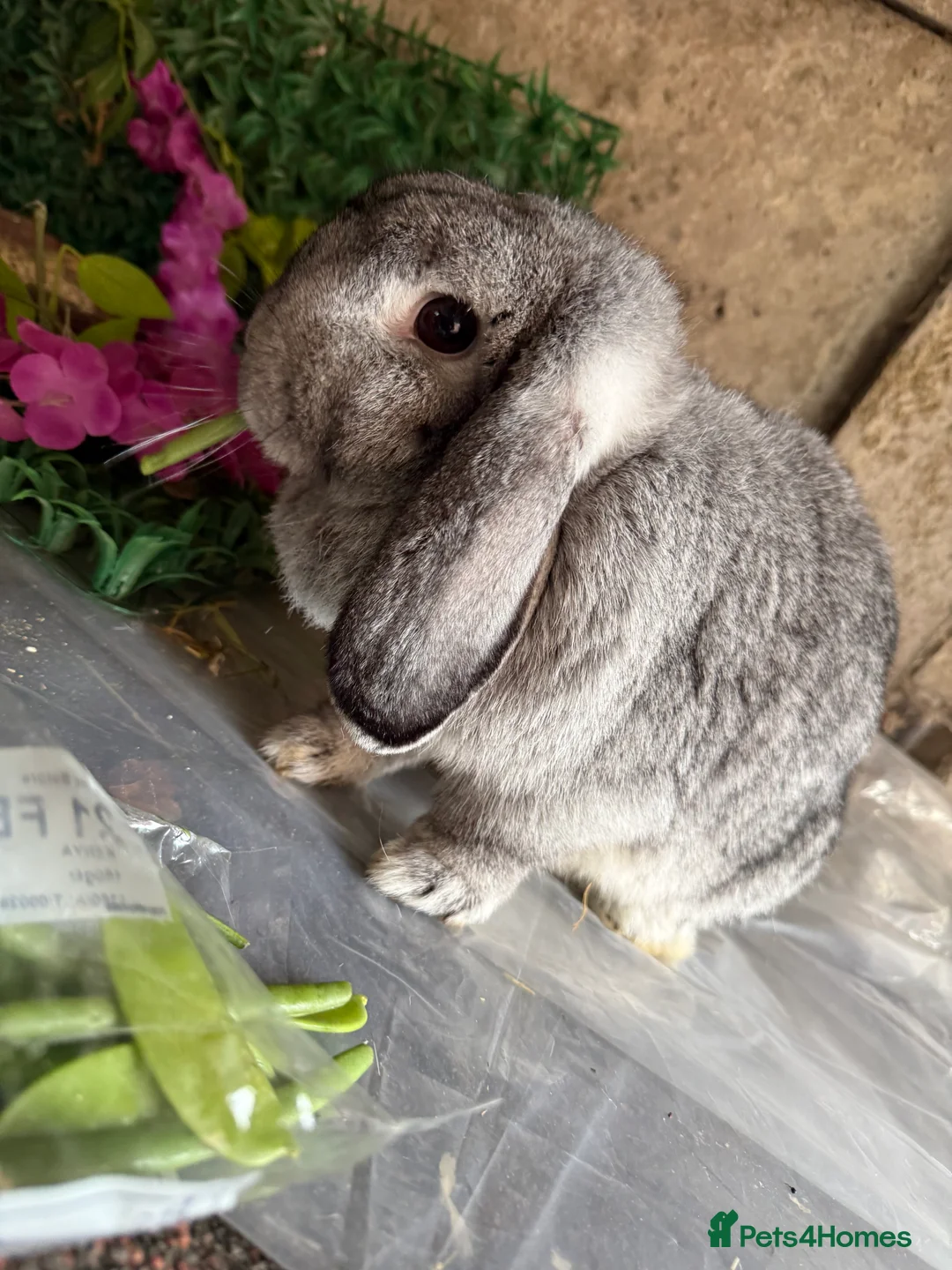 Mini Lop rabbits for sale: Stunning pure bred mini lop doe - Advert 2
