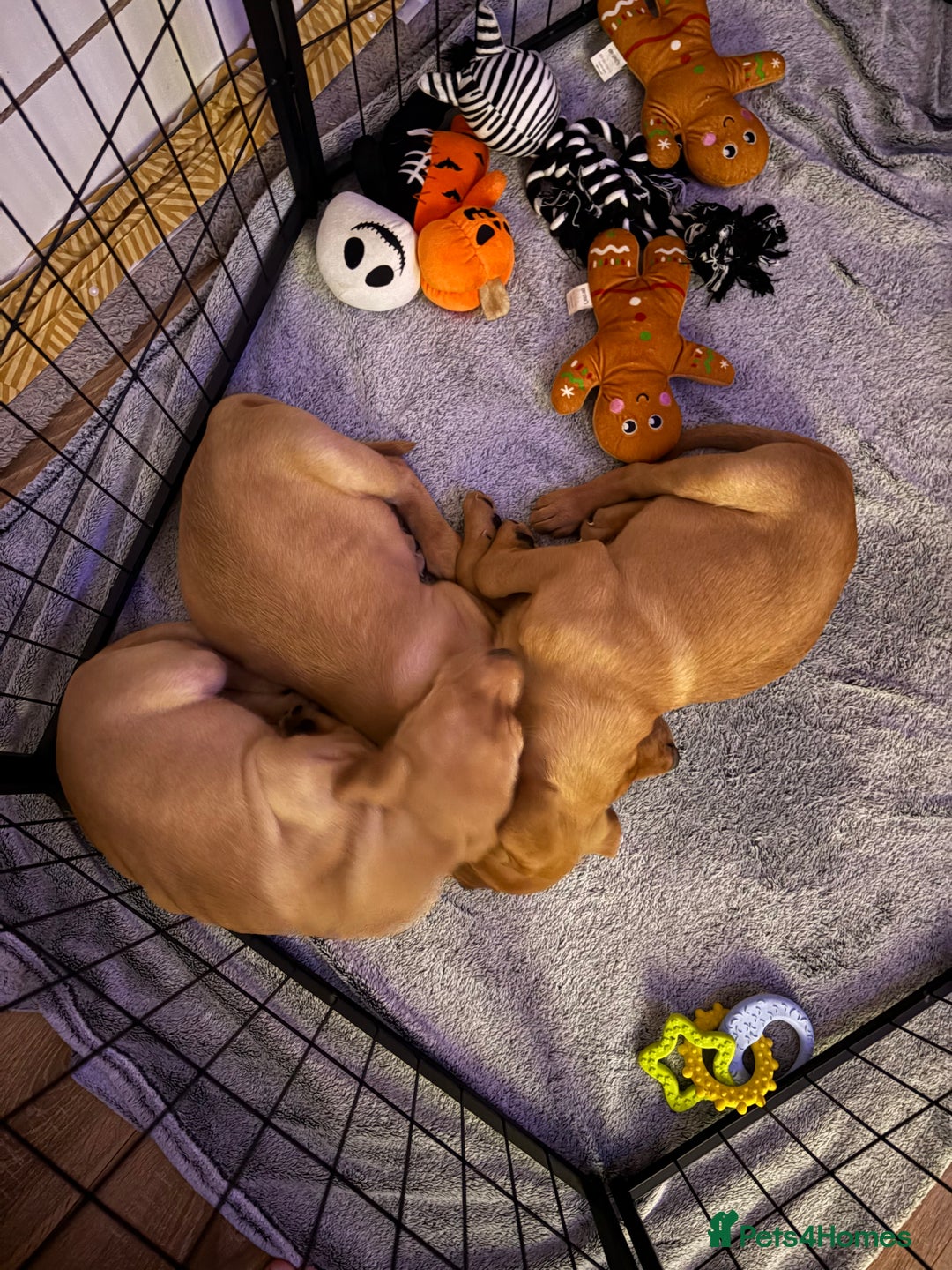 Labrador Retriever dogs for sale: 3x chunky Labradors for sale  - Advert 10