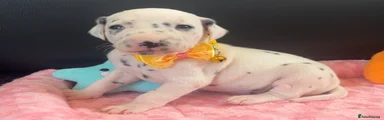 Yellow collar 