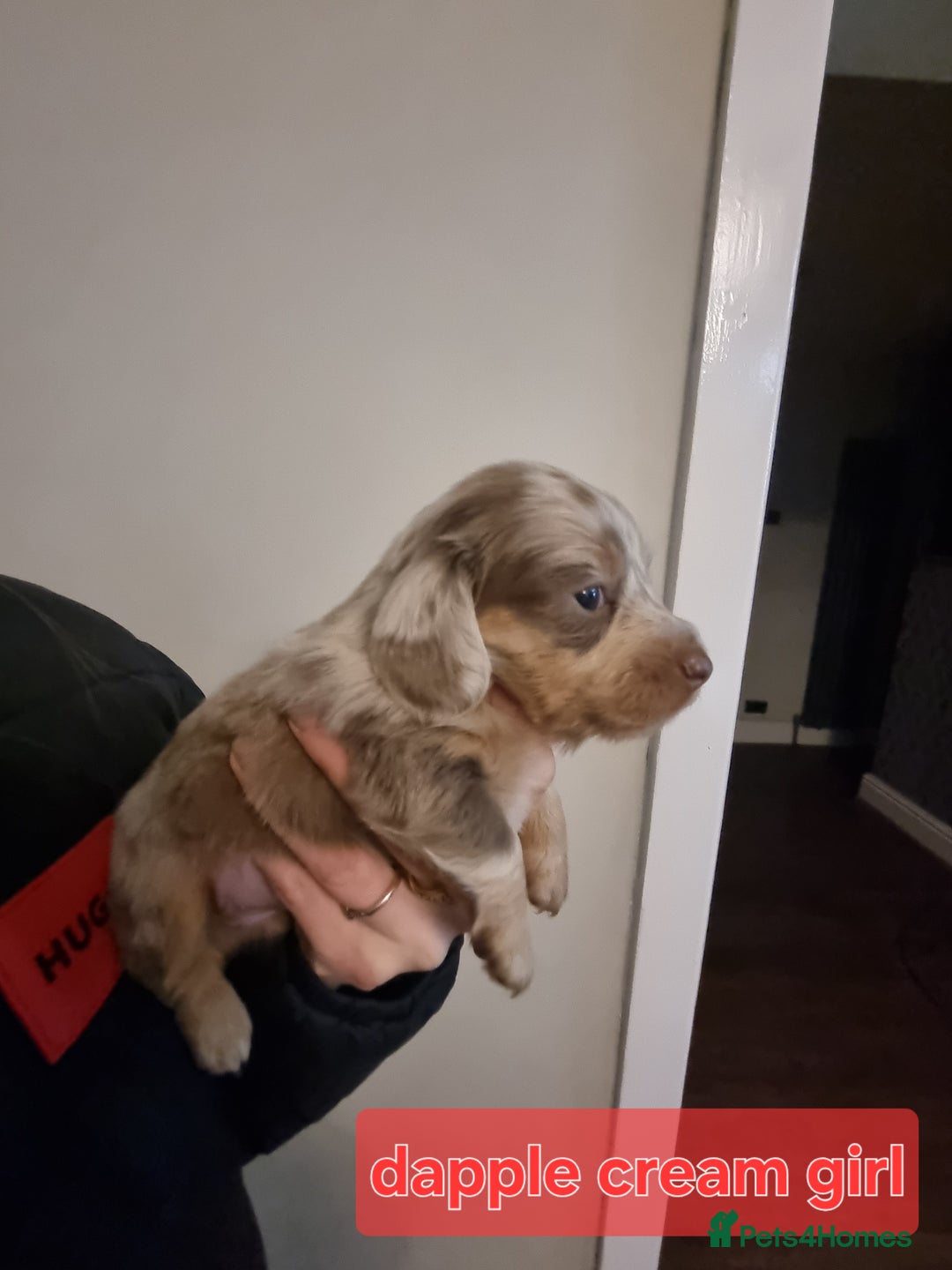 Miniature Dachshund dogs for sale:   Long haired  dachshunds puppies  top quality  - Image 18