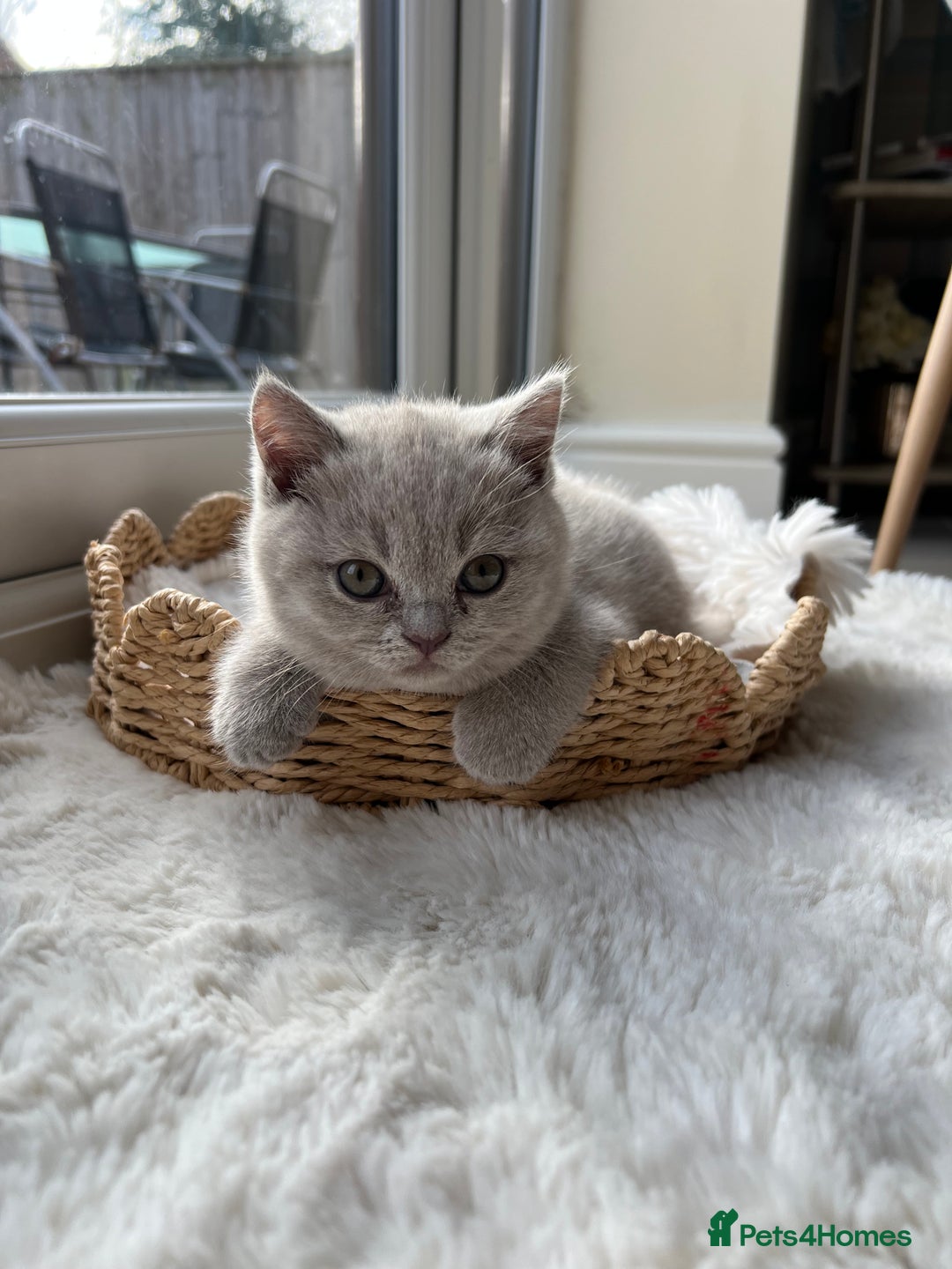 British Shorthair cats for sale: British shorthair kittens - Advert 3