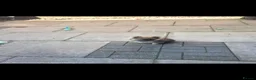 Pomeranian dogs for sale: 1 beautiful pomeranian boy  - Advert 2