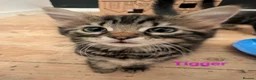 Domestic Shorthair cats for sale: READY TO LEAVE NOW🩵🩷 - Advert 25