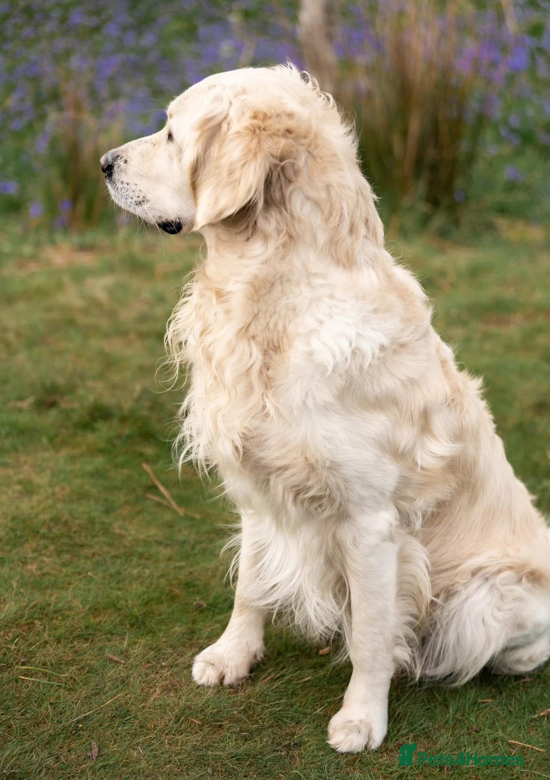 Golden Retriever dogs for stud: Fully health tested therapy dog  - Image 15