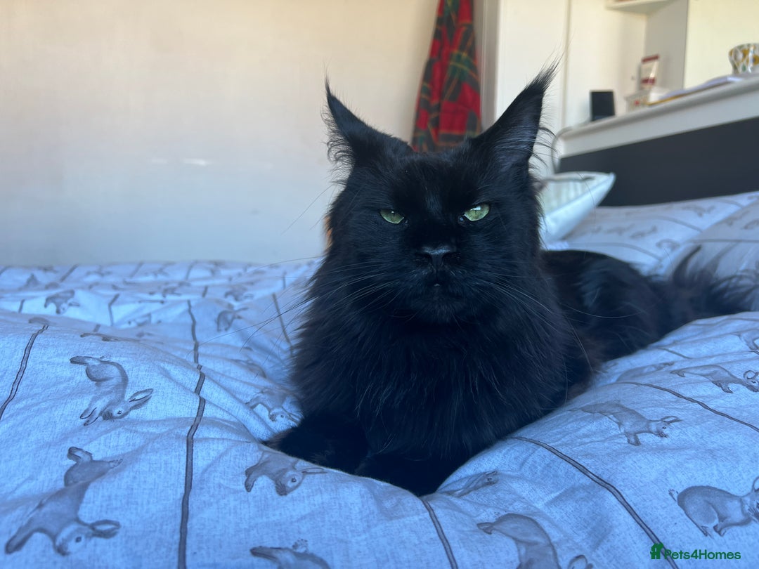 Maine Coon cats for sale: Male maine coon needs home - Advert 8