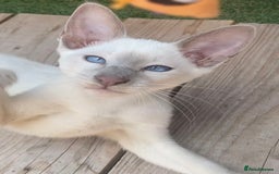 Mixed Breed cats for sale: Oriental X Siamese  - Image 2