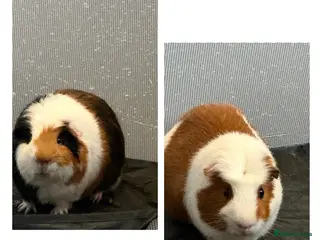 Guinea Pig rodents Bruce and Gary - Advert 1