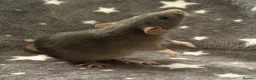 Rat rodents for sale: Baby Dumbo Dwarf Rats Male And Female  - Advert 17