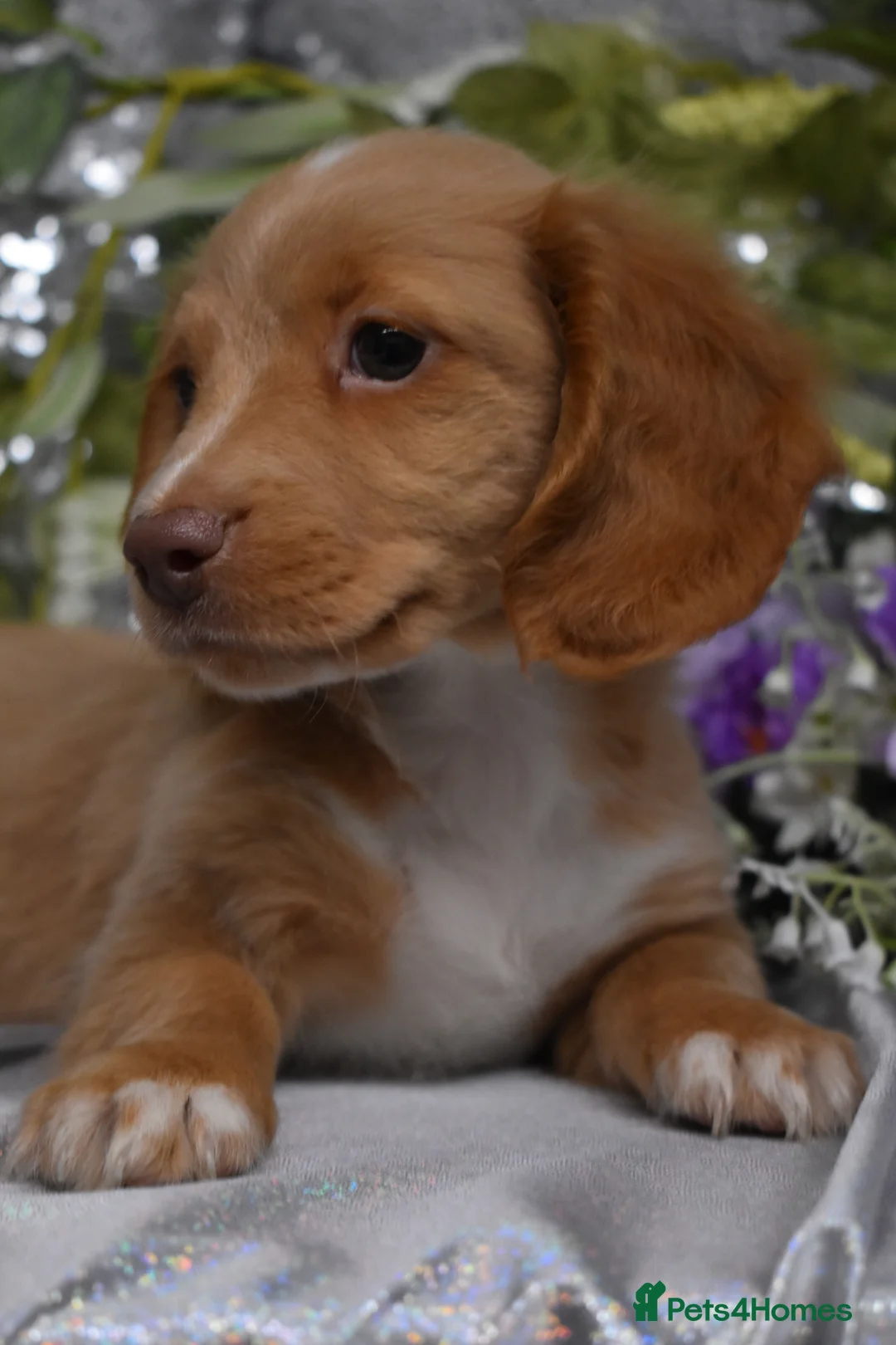 Miniature Dachshund dogs for sale: KC MINIATURE LONG COAT PUPPIES - Advert 4