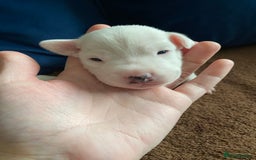 Parson Russell dogs for sale: Quality Parson Russell Terrier Male Puppies - Image 7