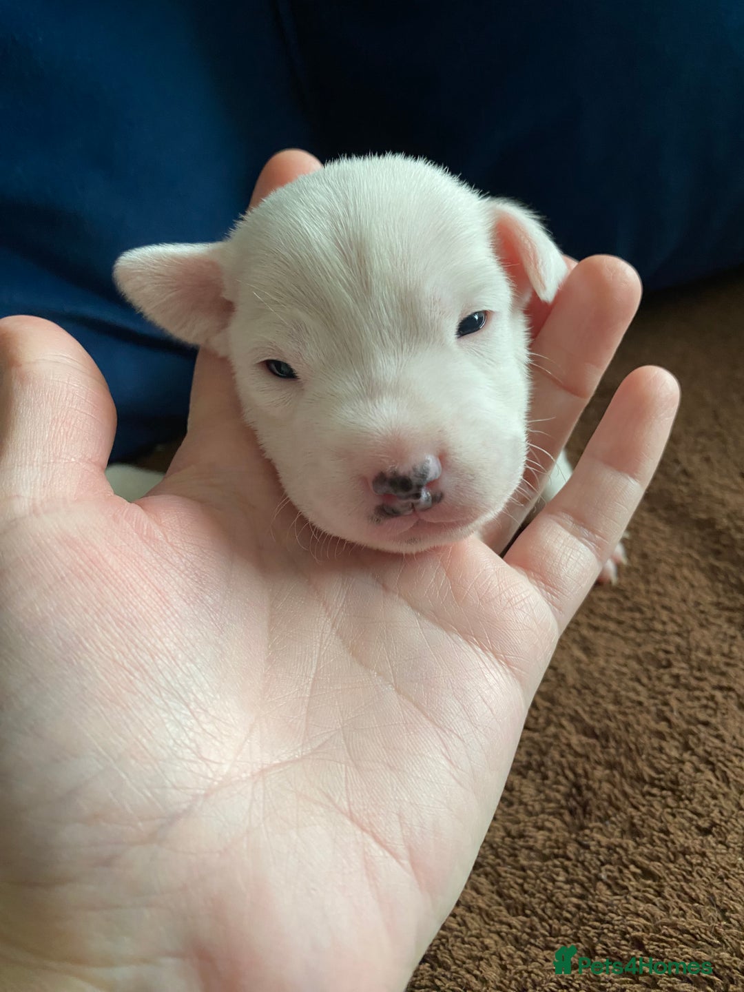 Parson Russell dogs for sale: Quality Parson Russell Terrier Male Puppies - Image 7