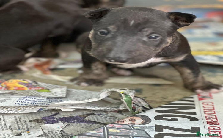 English Bull Terrier dogs - Advert 3