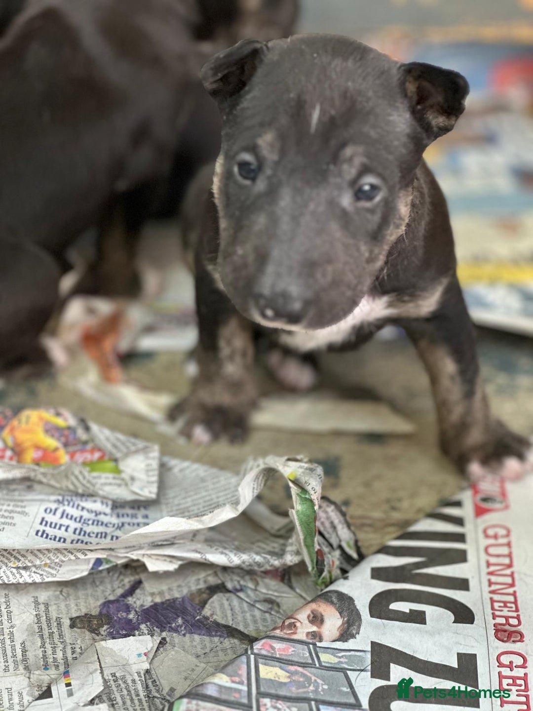English Bull Terrier dogs for sale: English Bull Terriers Champion Bloodlines  - Image 6