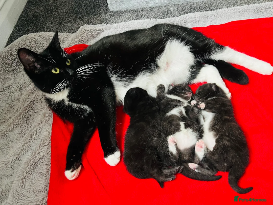 Mixed Breed cats for sale: Kittens half Russian blue  - Advert 1