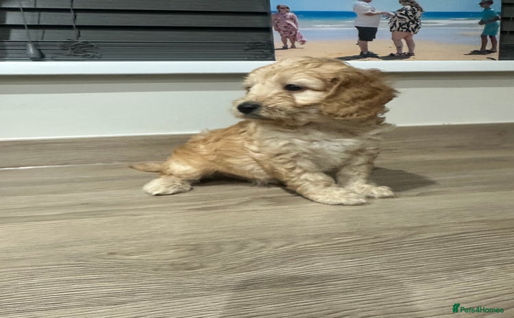 Cockapoo dogs - Advert 10