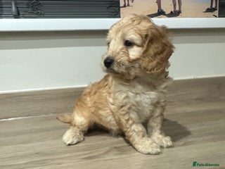 Cockapoo dogs - Advert 20