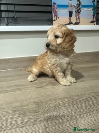 Cockapoo dogs - Advert 10