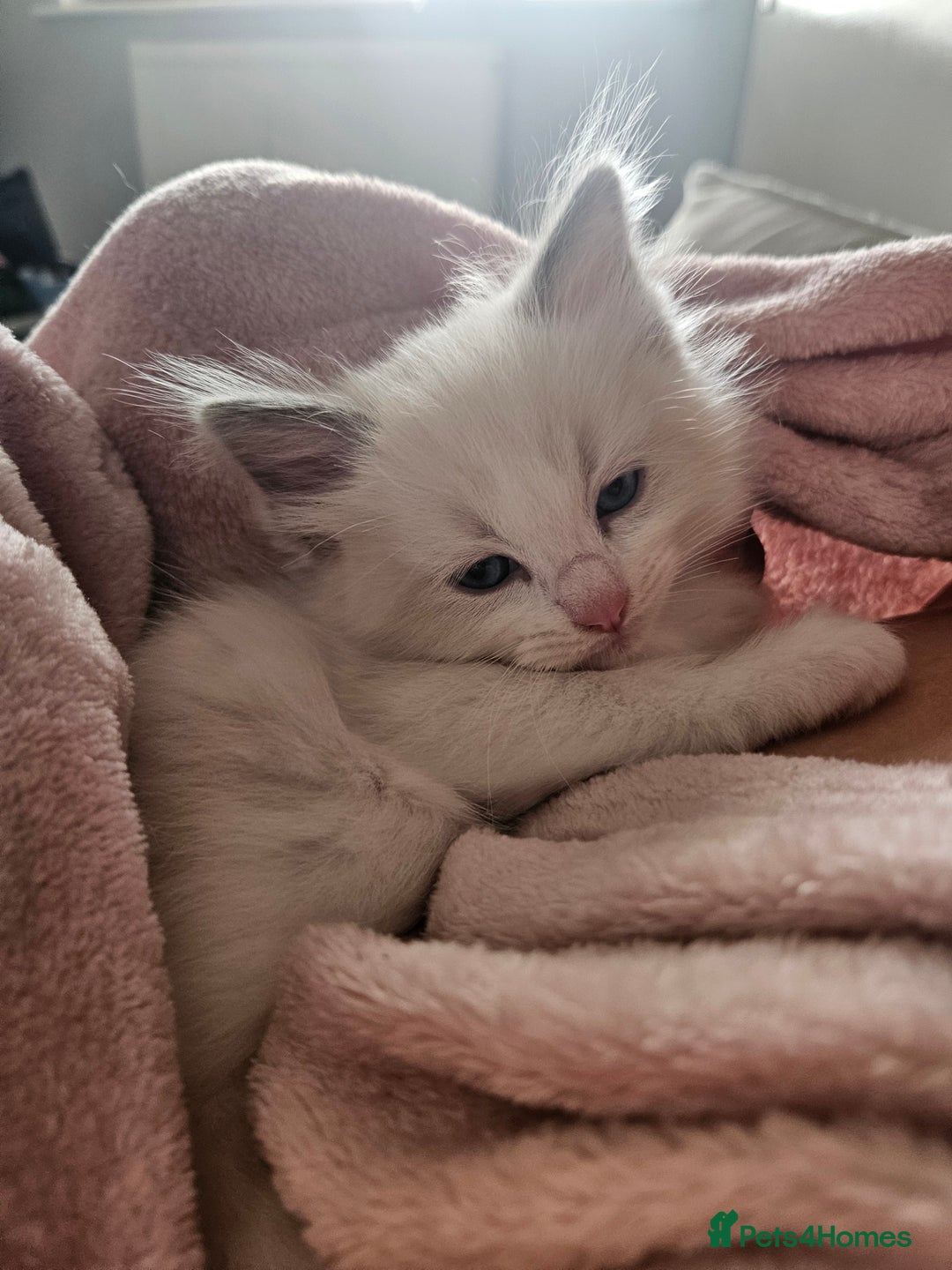 Ragdoll cats for sale: 8 Ragdoll Kittens Ready NOW - Image 13