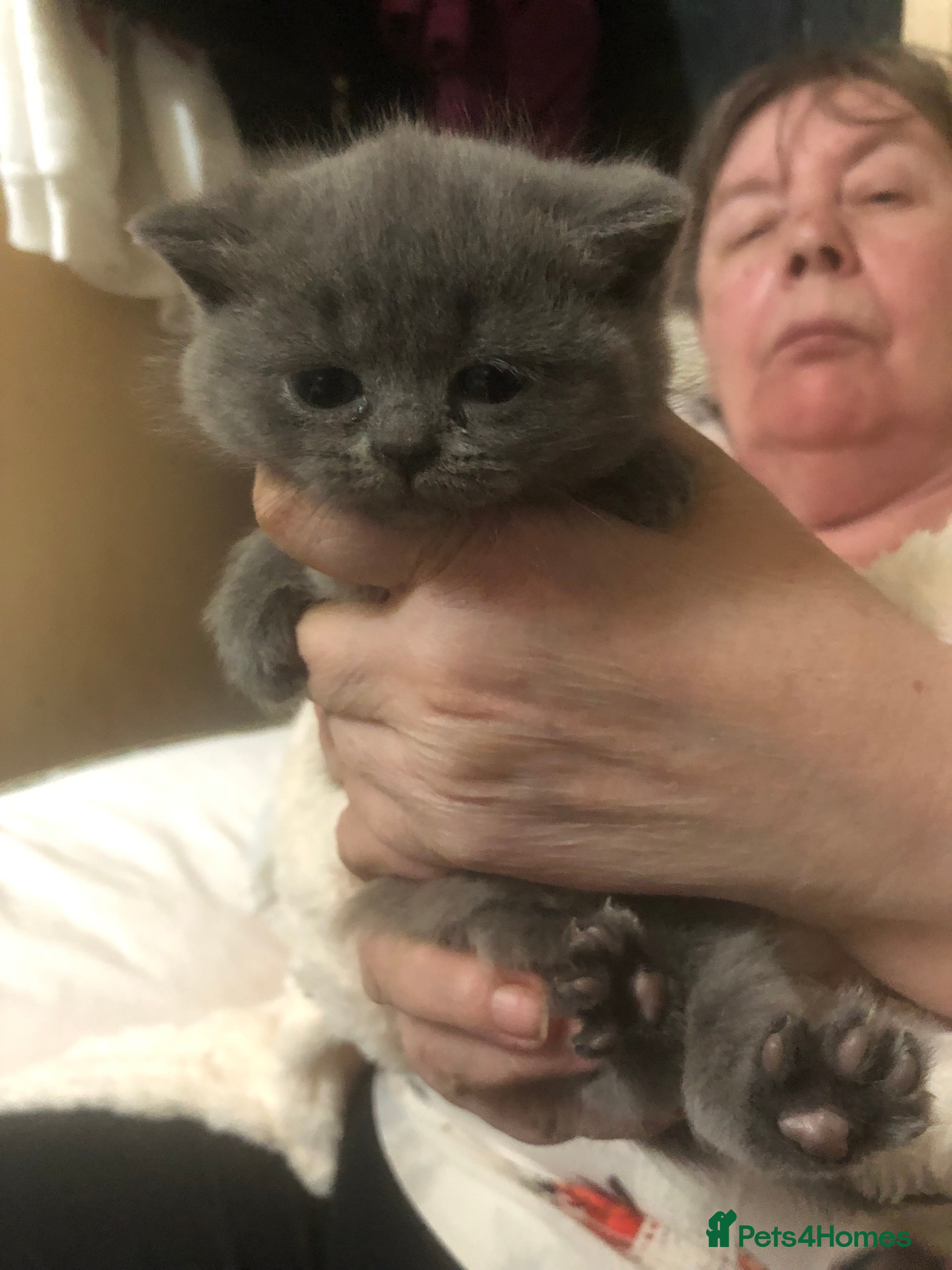 British Shorthair cats British shorthair kittens - Advert 5