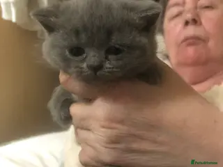 British Shorthair cats British shorthair kittens - Advert 5