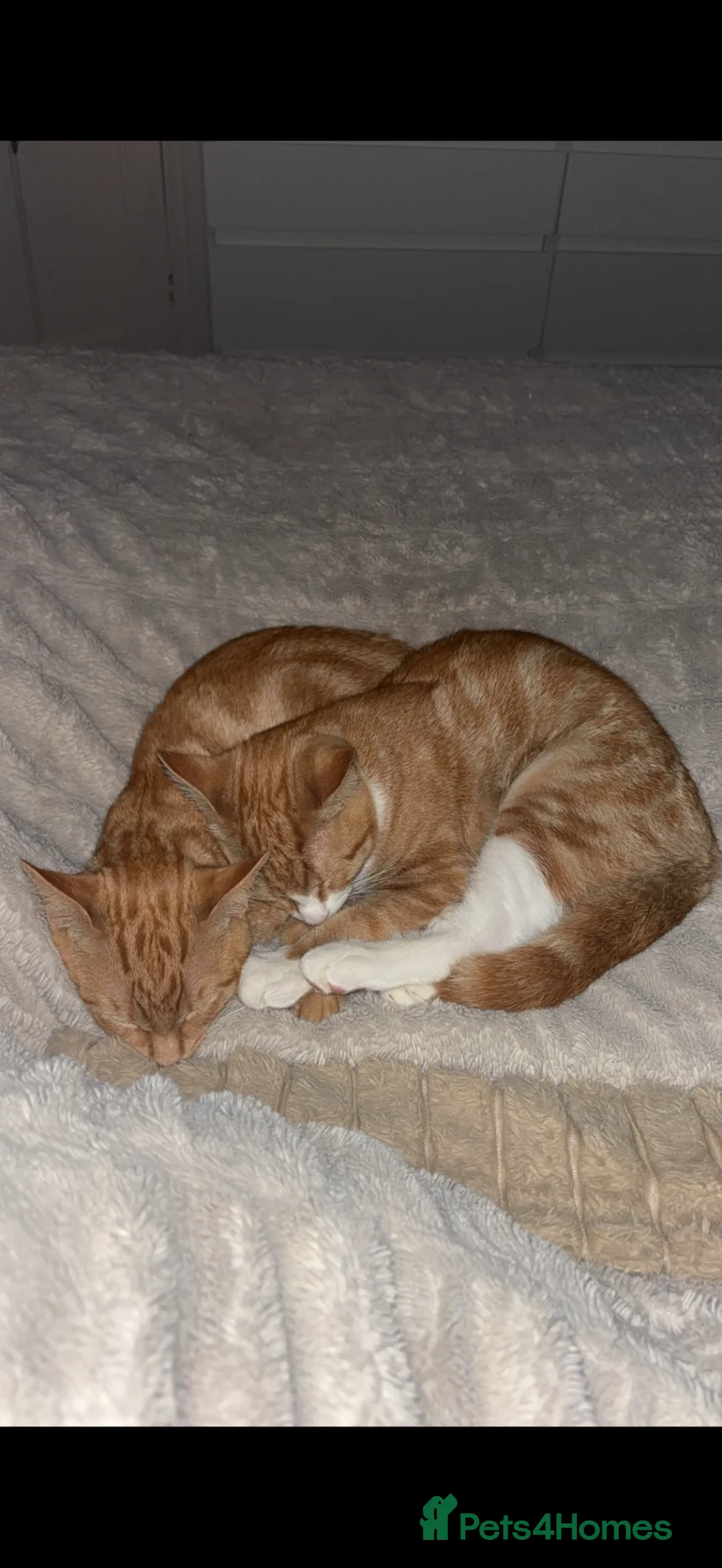 Mixed Breed cats for sale: Ginger Brothers!🧡🐈 - Advert 10