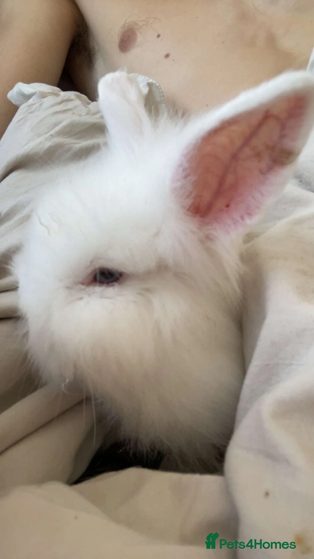Lionhead rabbits for sale: Lionhead rabbit  in Liverpool - Advert 1
