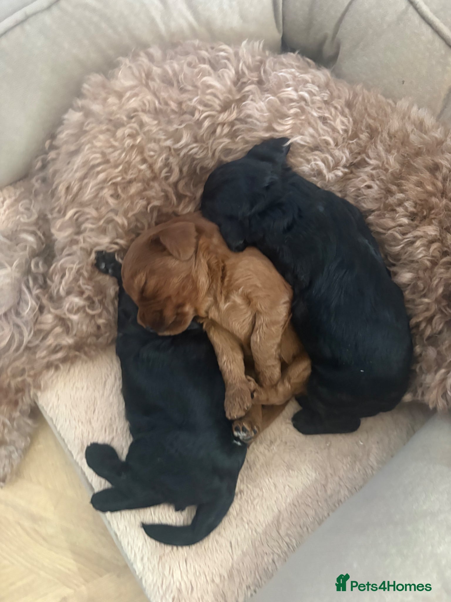 Cockapoo dogs Beautiful Cockapoo Puppies  - Advert 2