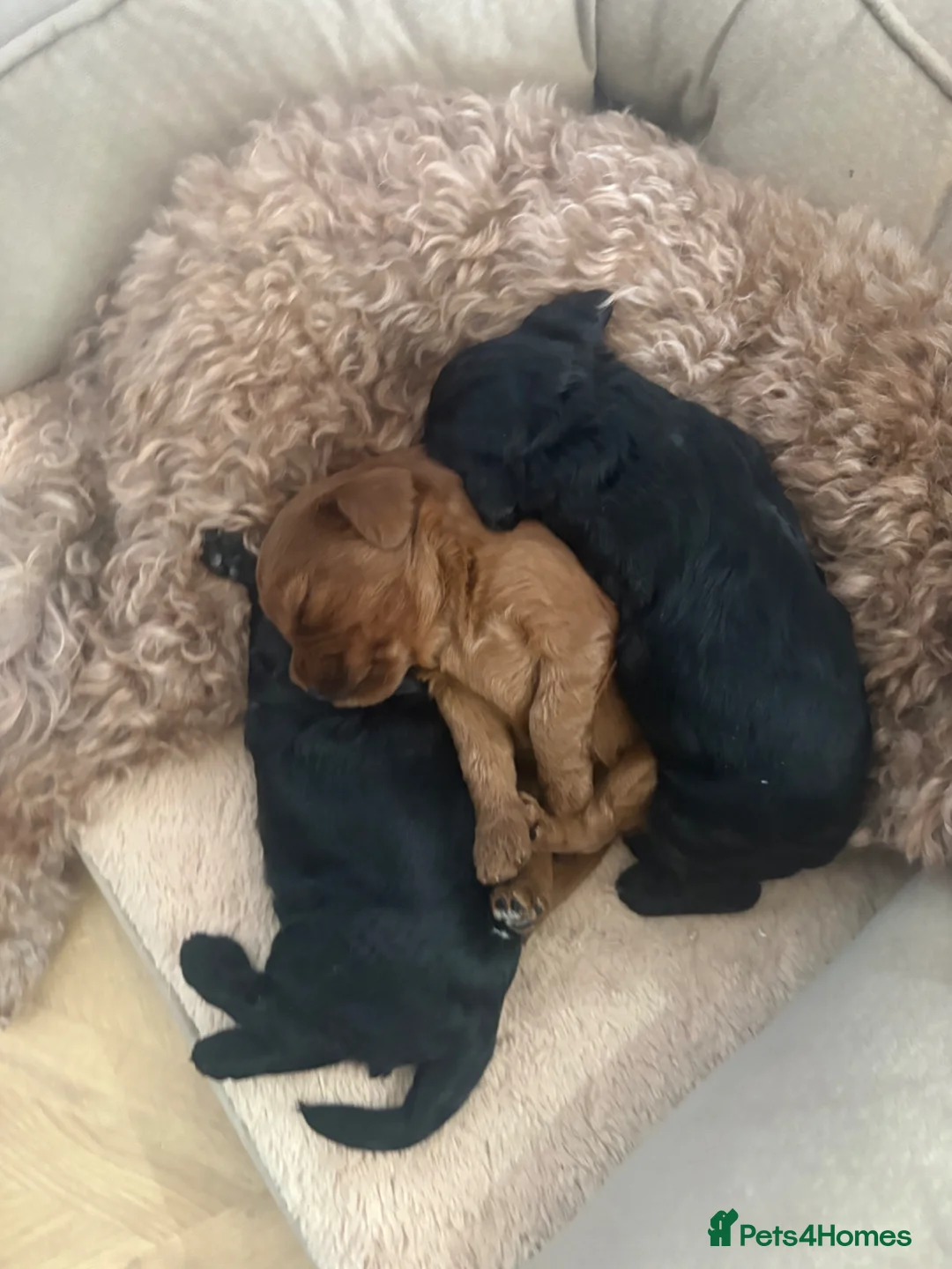 Cockapoo dogs for sale: Beautiful Cockapoo Puppies  - Advert 2