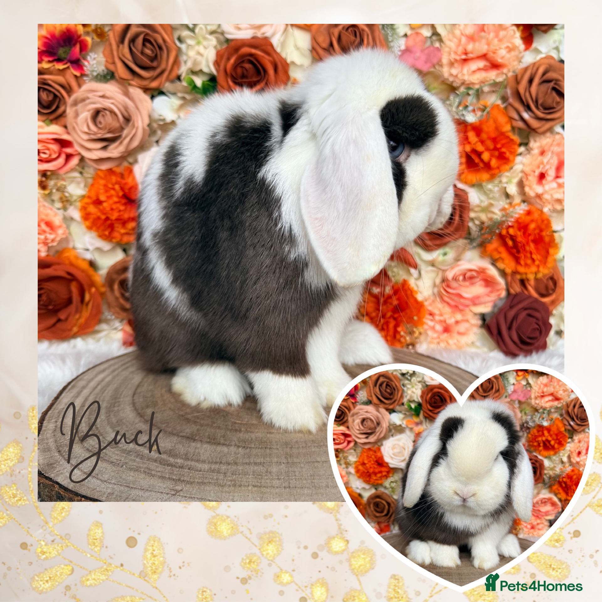 Mini Lop rabbits 🤎 VACCINATED MINI LOP ADULT 🤎  - Advert 3