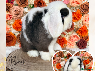 Mini Lop rabbits 🤎 VACCINATED MINI LOP ADULT 🤎 - Advert 3