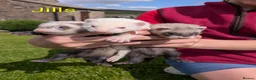 Ferret rodents for sale: Ferret kits for £15❤️ in Bishop Auckland - Advert 3