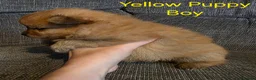 Pomeranian dogs for sale: 3 Beautiful pomeranian puppies for sale - Advert 8