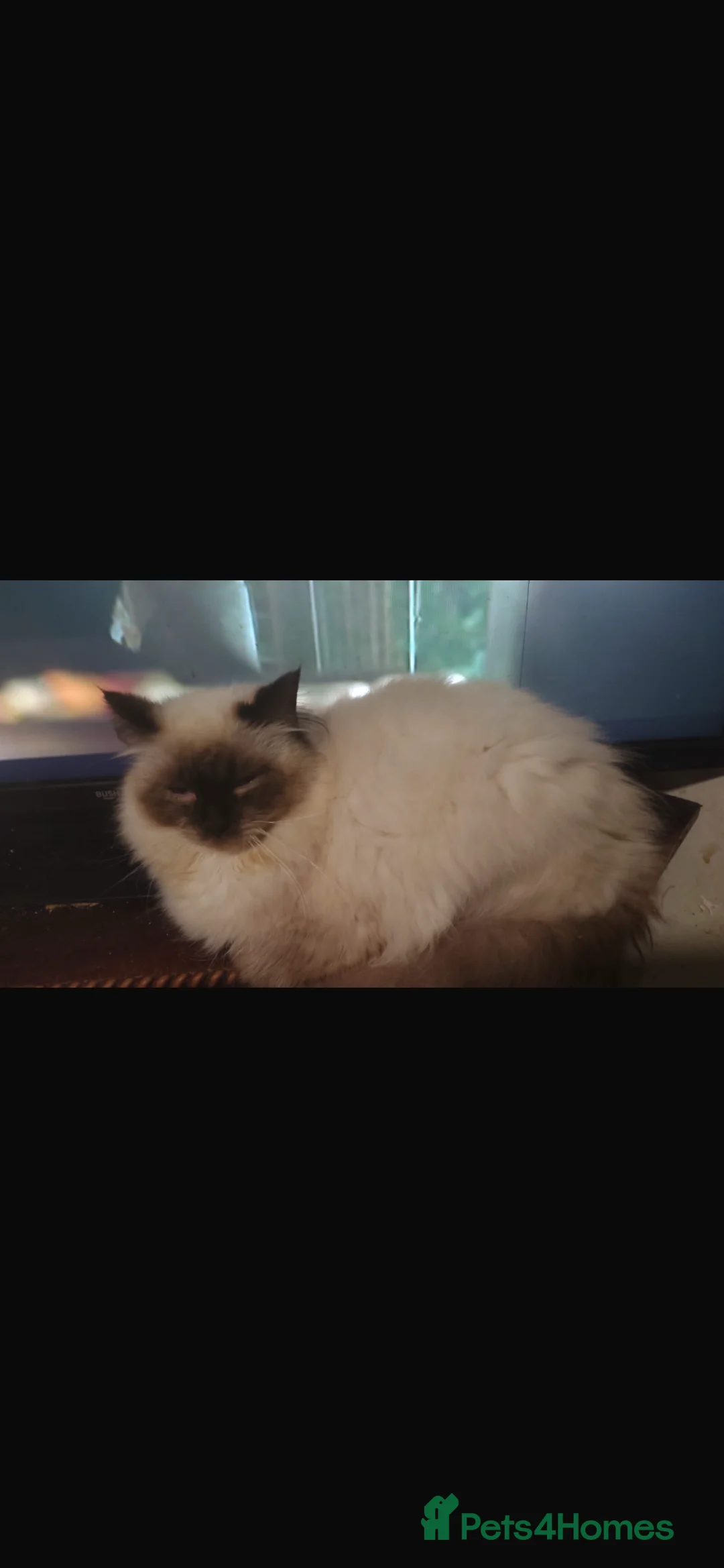 Ragdoll cats for sale: GCCF Female Seal Point 3 years old - Advert 4