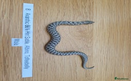 Snake reptiles for sale: Western Hognose CB25 babies UPDATED - Image 4