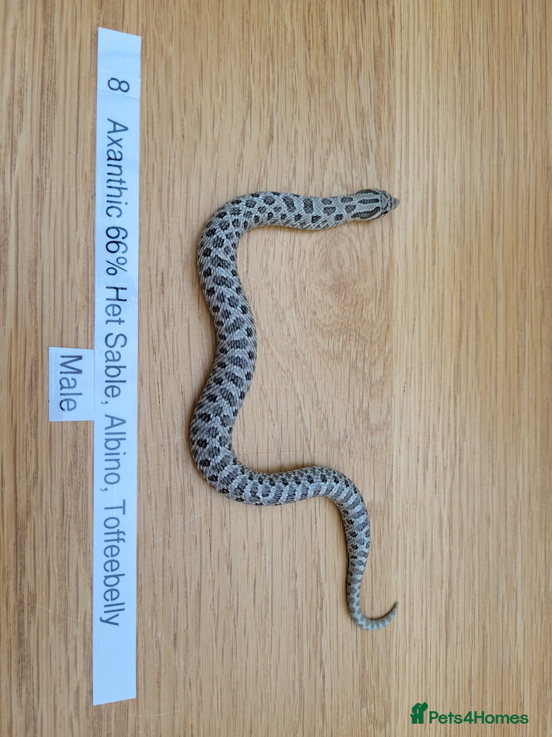 Snake reptiles for sale: Western Hognose CB25 babies UPDATED - Image 4