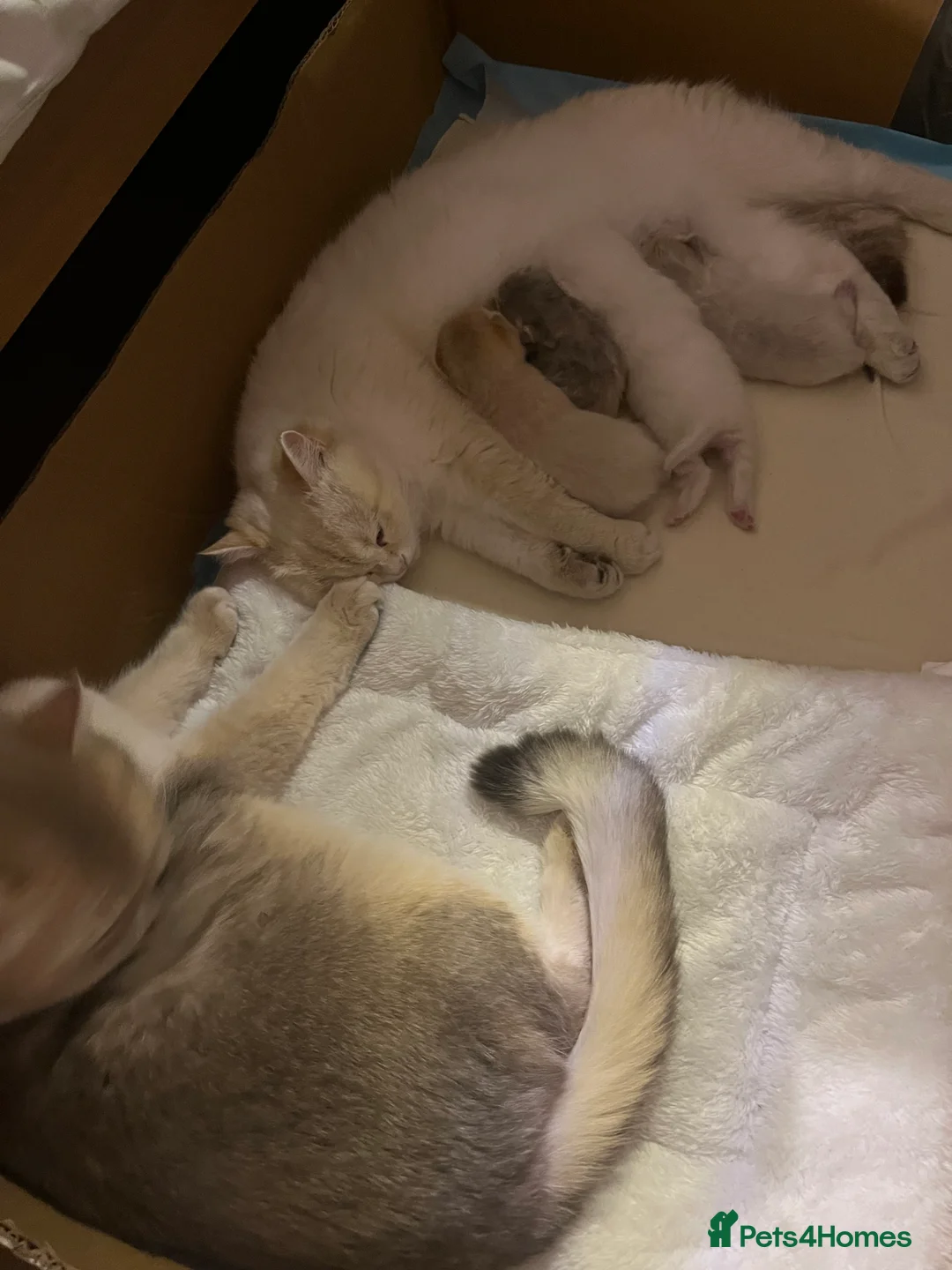 British Shorthair cats for sale: 4 Beautiful baby kitties - Advert 1