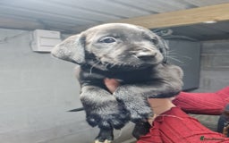 Springador dogs for sale: Springadors  - Image 3