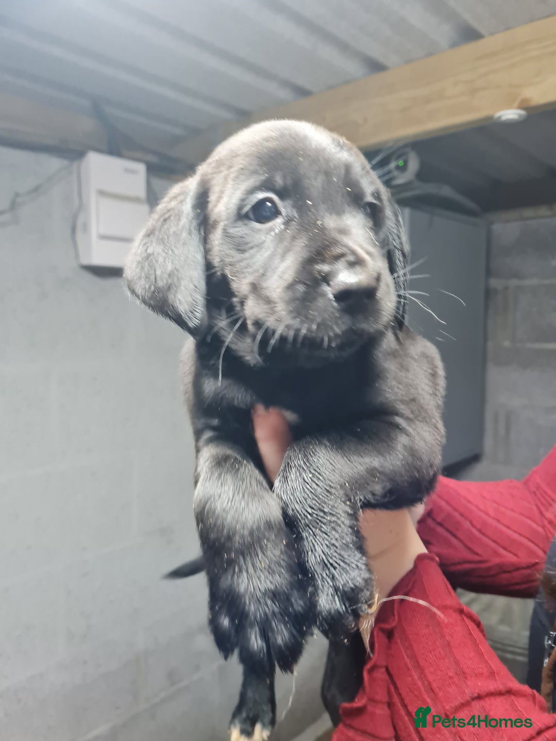 Springador dogs for sale: Springadors  - Image 3