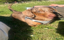 Miniature Dachshund dogs for sale: Beautiful champion miniature dachshunds - Image 15