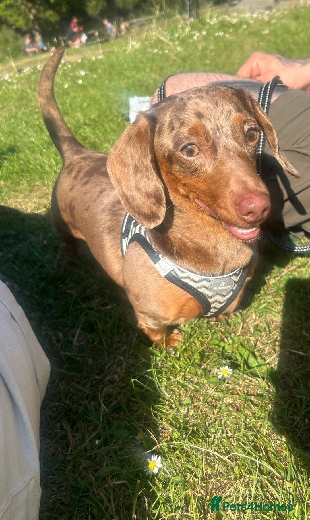 Miniature Dachshund dogs for sale: Beautiful champion miniature dachshunds - Image 15