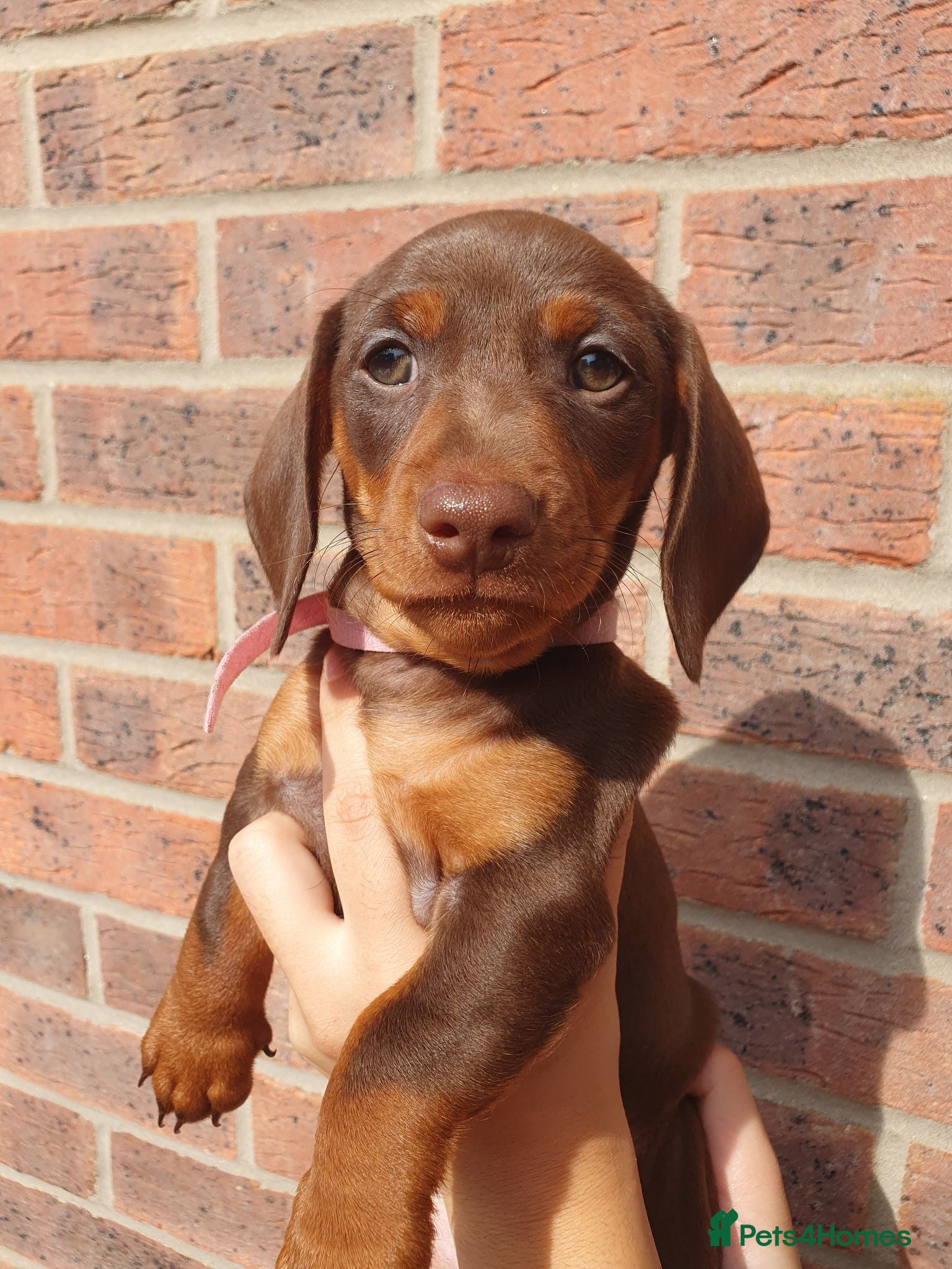 Dachshund dogs 2 Stunning Chunky Dachunds 1 female 💓 1 male 💛 - Advert 1
