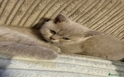 British Shorthair cats for sale: Lilac British shorthairs champion lines  - Image 5