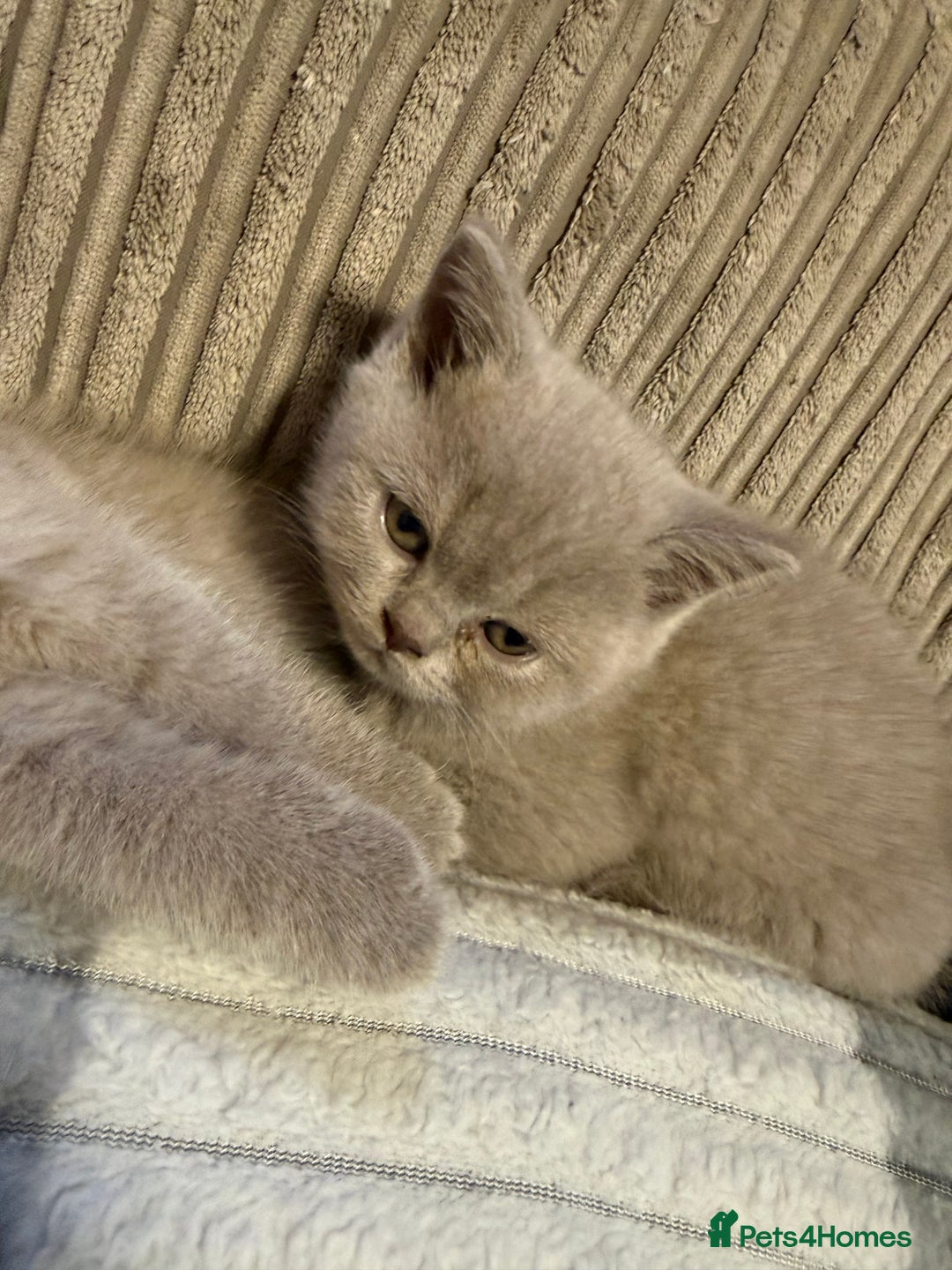 British Shorthair cats for sale: Lilac British shorthairs champion lines  - Image 5